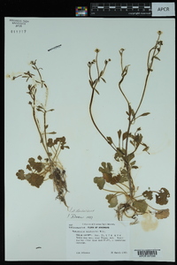 Ranunculus micranthus image