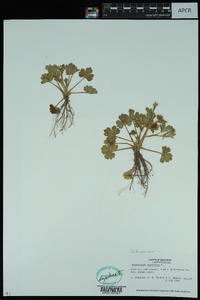 Ranunculus muricatus image