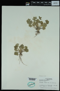 Ranunculus parviflorus image