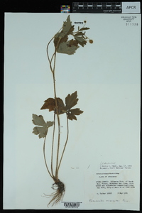 Ranunculus recurvatus var. recurvatus image