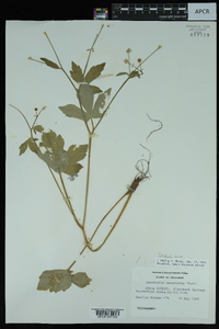 Ranunculus recurvatus var. recurvatus image