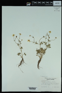 Ranunculus sardous image