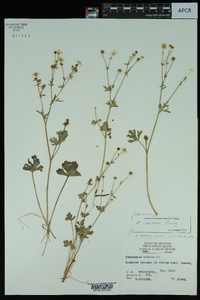 Ranunculus sardous image