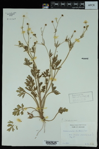 Ranunculus bulbosus image