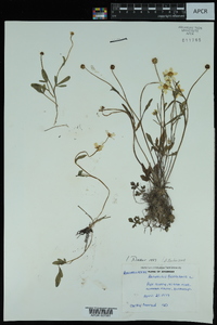 Ranunculus fascicularis image