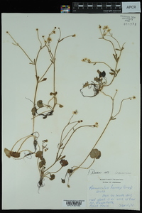 Ranunculus harveyi var. harveyi image