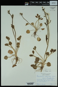 Ranunculus micranthus image