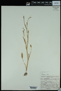 Ranunculus pusillus image