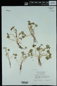 Ranunculus parviflorus image