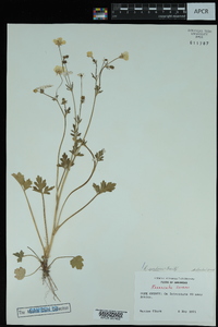 Ranunculus sardous image