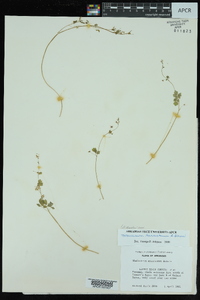 Thalictrum arkansanum image