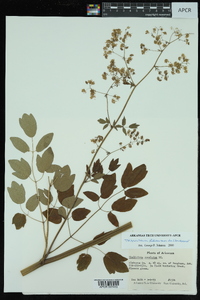 Thalictrum amphibolum image