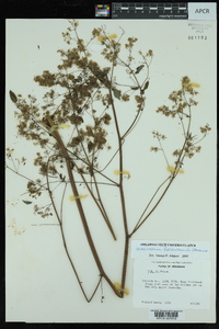 Thalictrum amphibolum image