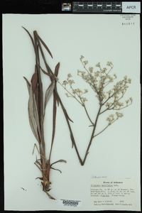 Eriogonum longifolium image