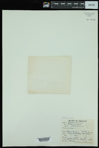 Polygonella americana image