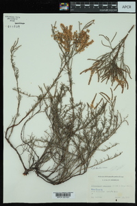 Polygonella americana image