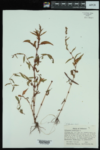 Persicaria hydropiper image