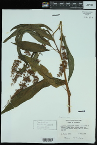 Rumex verticillatus image