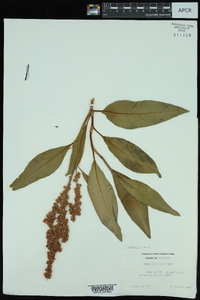 Rumex altissimus image