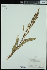 Rumex altissimus image