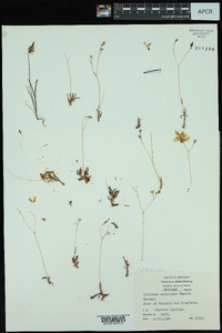 Phemeranthus calycinus image