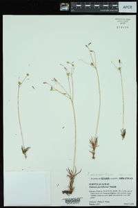 Phemeranthus calycinus image