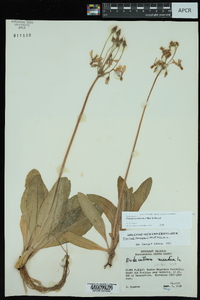 Dodecatheon meadia image