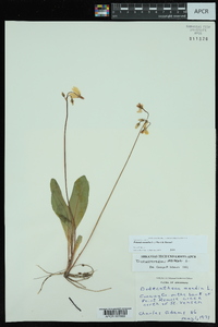 Dodecatheon meadia image