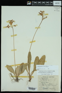 Dodecatheon meadia image