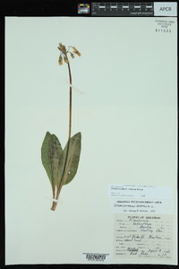 Dodecatheon meadia image