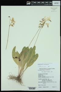 Dodecatheon meadia image