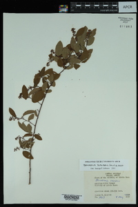 Berchemia scandens image