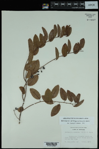 Berchemia scandens image