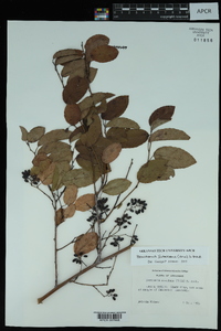 Berchemia scandens image