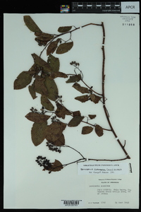 Berchemia scandens image