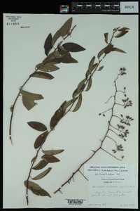 Berchemia scandens image