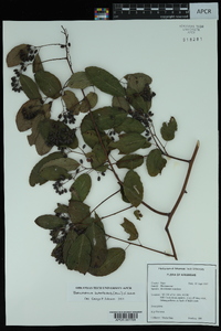 Berchemia scandens image