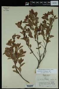 Ceanothus herbaceus image