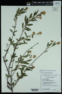 Ceanothus herbaceus image