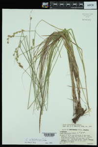 Carex albolutescens image