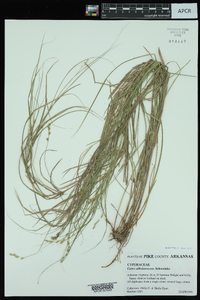 Carex albolutescens image