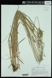 Carex annectens var. annectens image