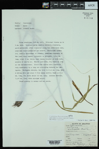 Carex aureolensis image