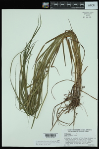 Carex aureolensis image