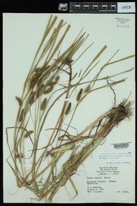 Carex aureolensis image