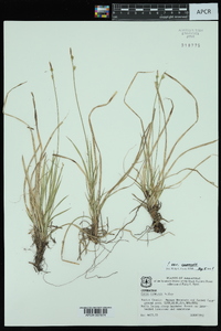 Carex communis var. communis image