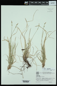 Carex communis var. communis image