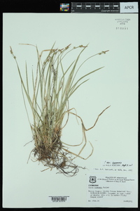 Carex communis var. communis image