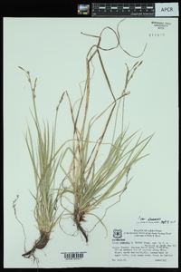 Carex communis var. communis image
