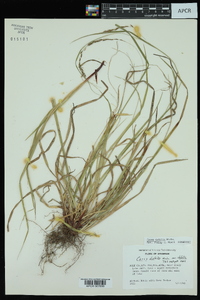 Carex debilis var. debilis image